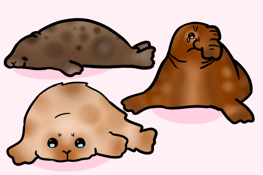 Seal Adopts