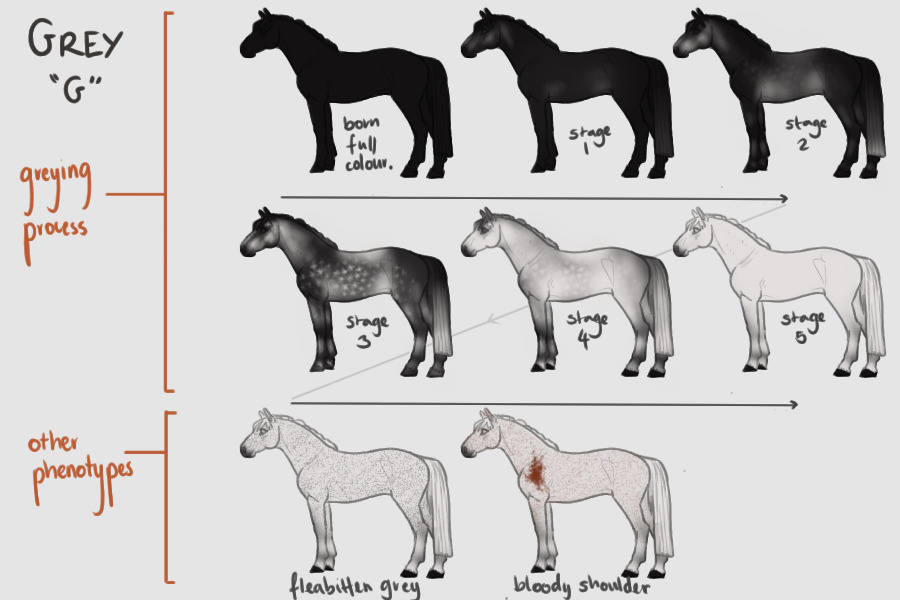 Equine Genetics Guide Pt 4: Grey