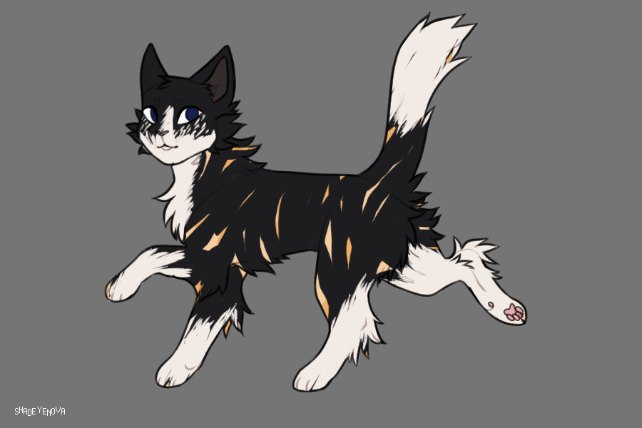 Cat 1 for Kitsu!