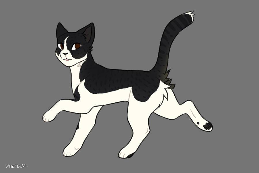 Cat 2 for Kitsu!