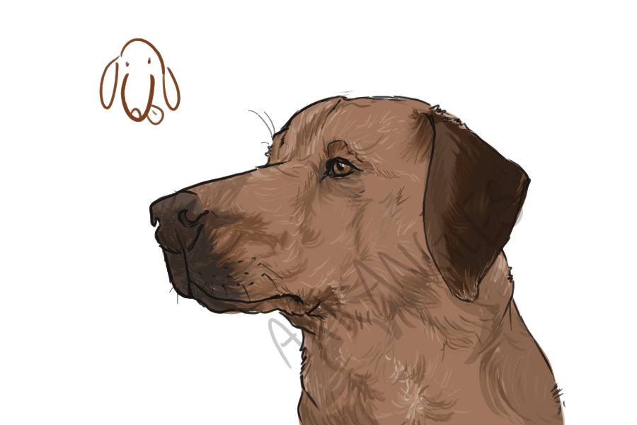 random dog