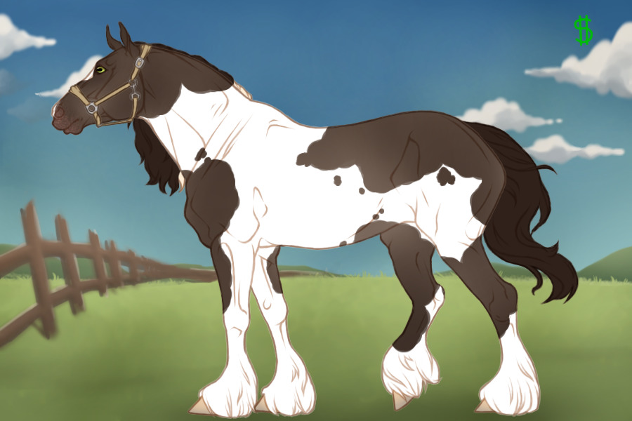 Flatsale - Gyspy Vanner Cross