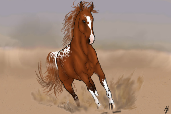 appaloosa
