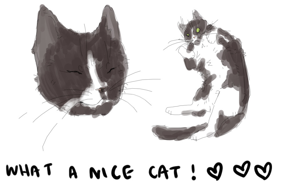 what a nice cat!!