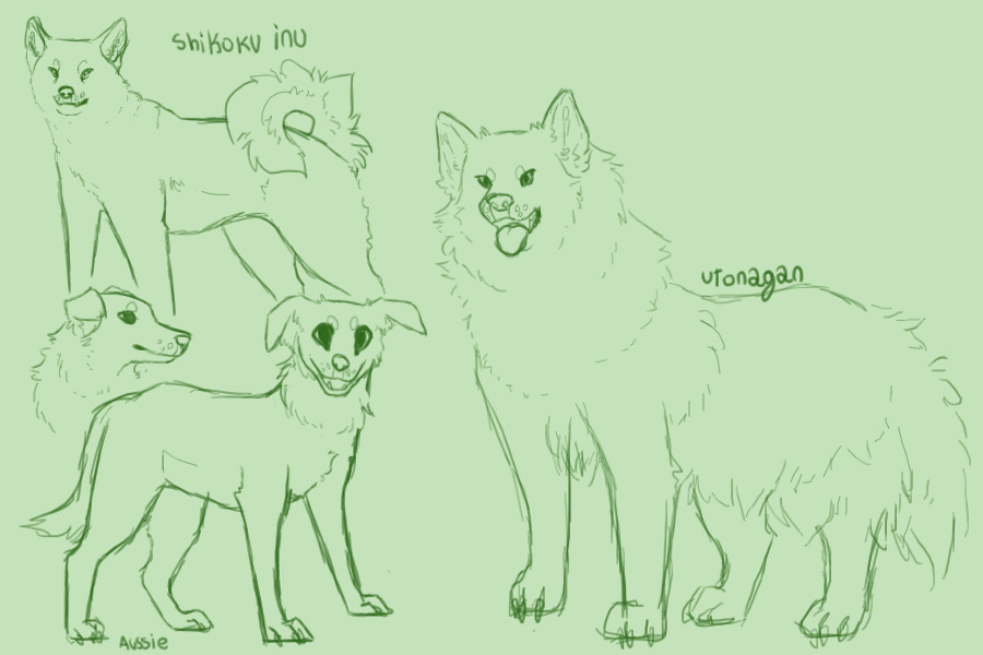 dog breed sketches