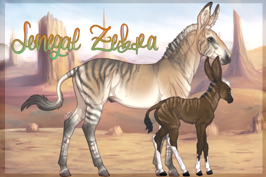 V.2 Senegal Zebras - Open