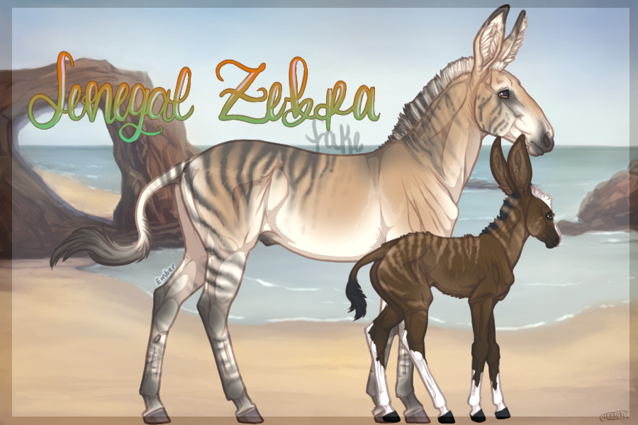 v.2 Senegal Zebra Artist - Open