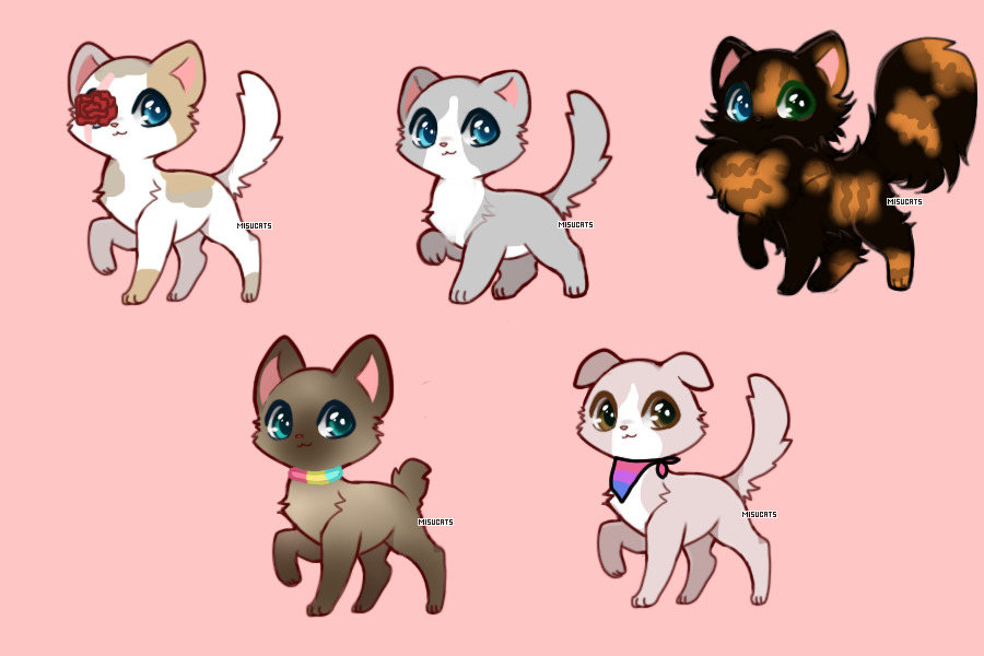 small cat adopts