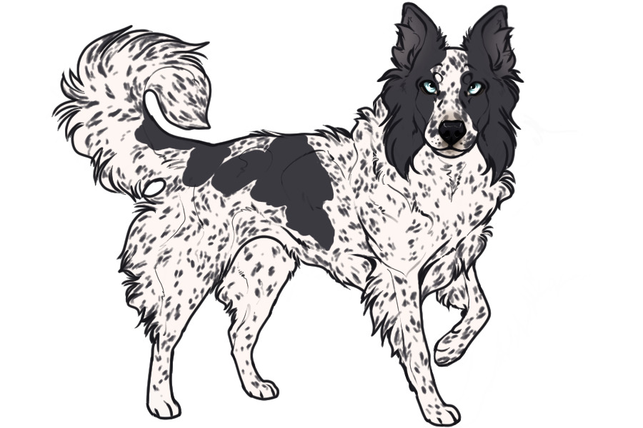 Beaumont Collie Litter #206 - Pup A