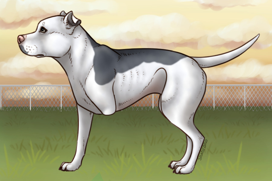 Pitbull Paradise - #001