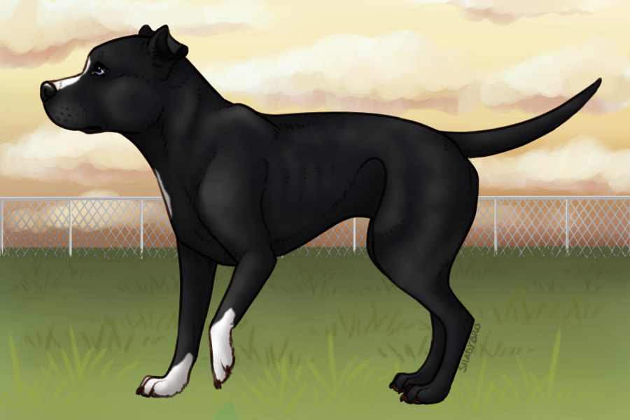 Pitbull Paradise - #007