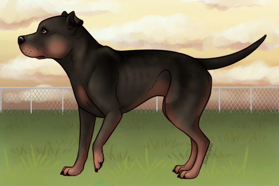 Pitbull Paradise - #011