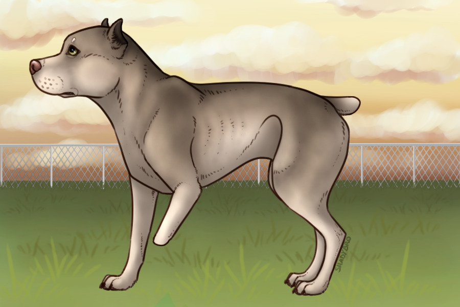 Pitbull Paradise - MYO #001