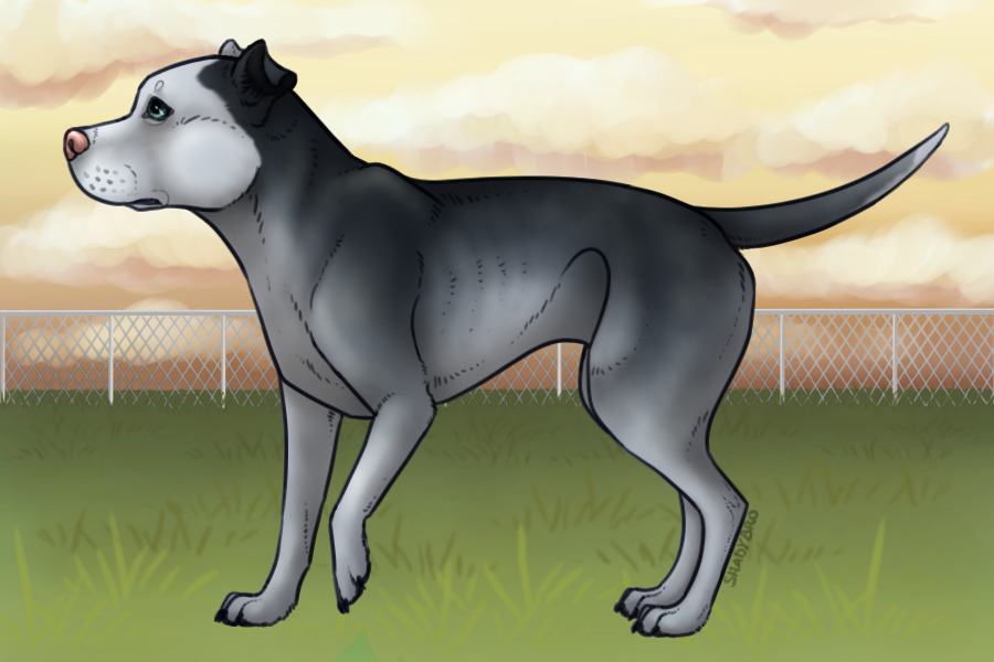 Pitbull Paradise - #012