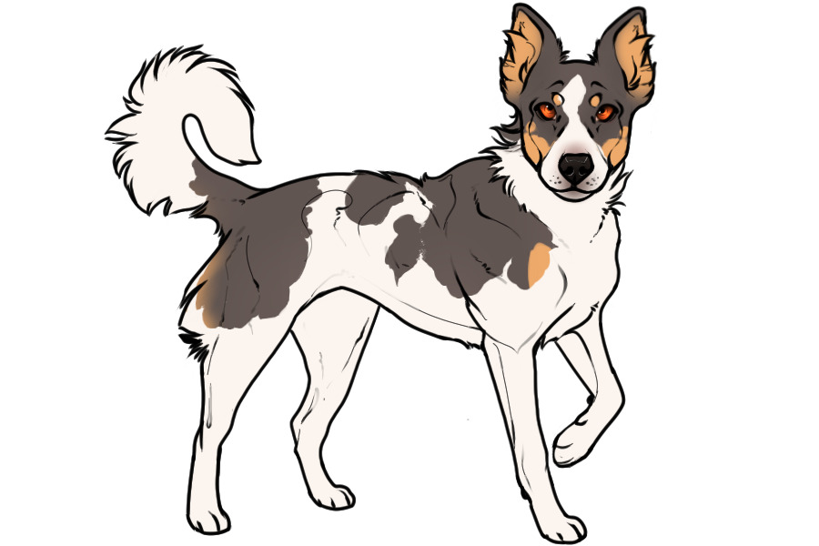 Beaumont Collie #248 - Adopted