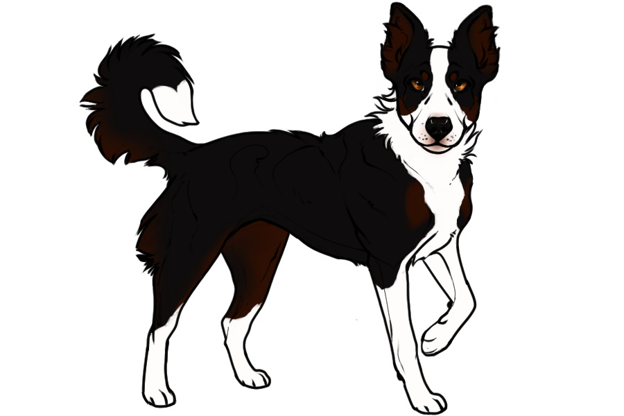Beaumont Collie #253 Adopted