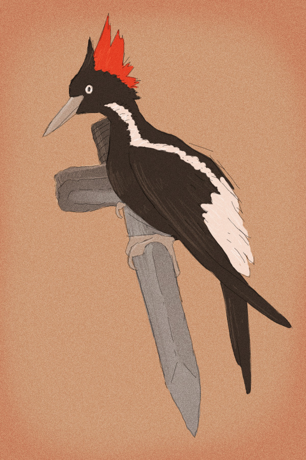 Day 1 - Extinct