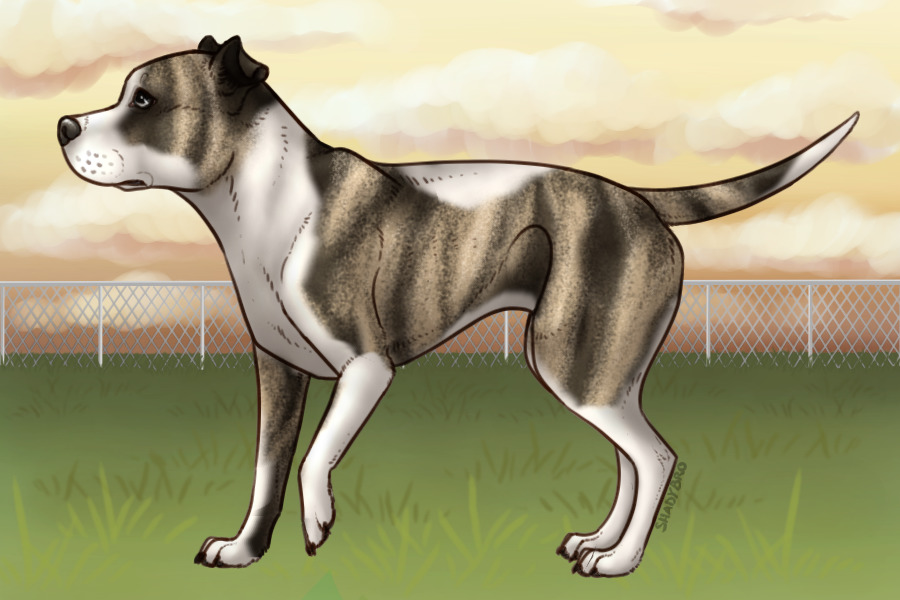 Pitbull Paradise - #020