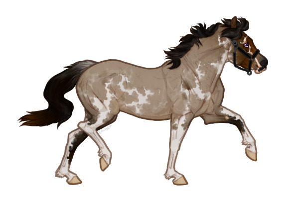 Ferox Welsh Pony #745