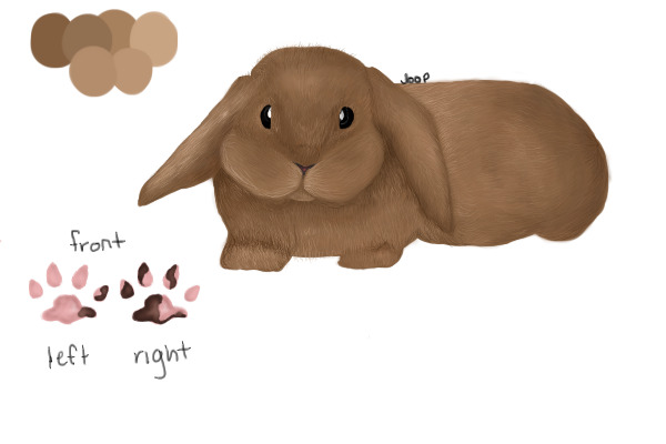 bunny adoptable - open - pets/c$