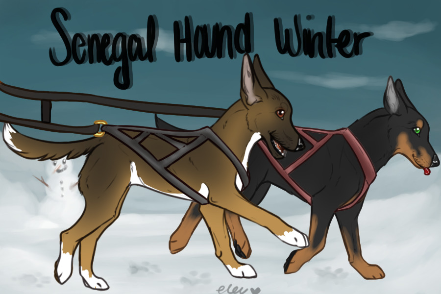 Senegal Hound Winter Run - Gift lines