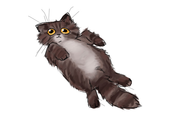 cat