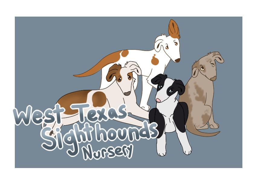 West Texas Sighthounds - Nursery