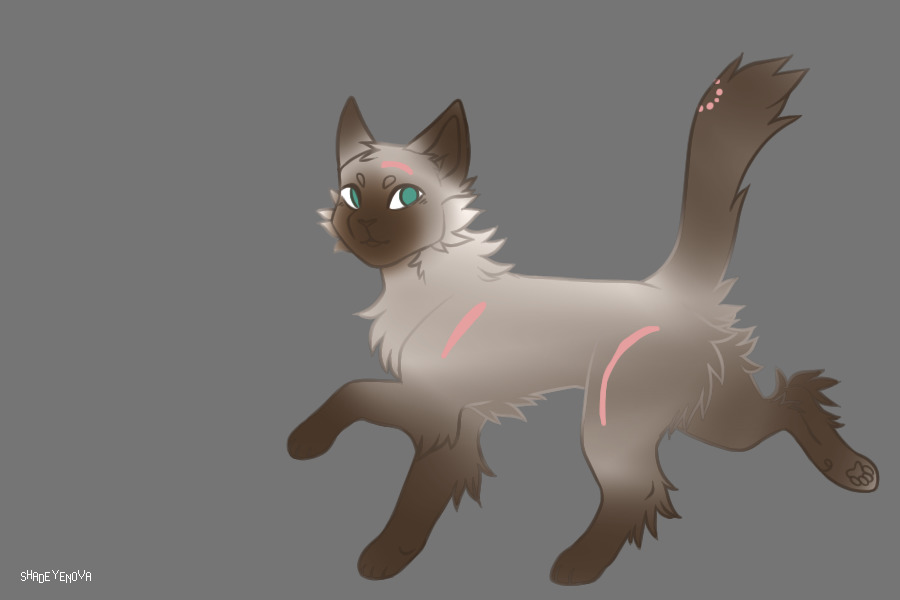 Seal point kibby adopt