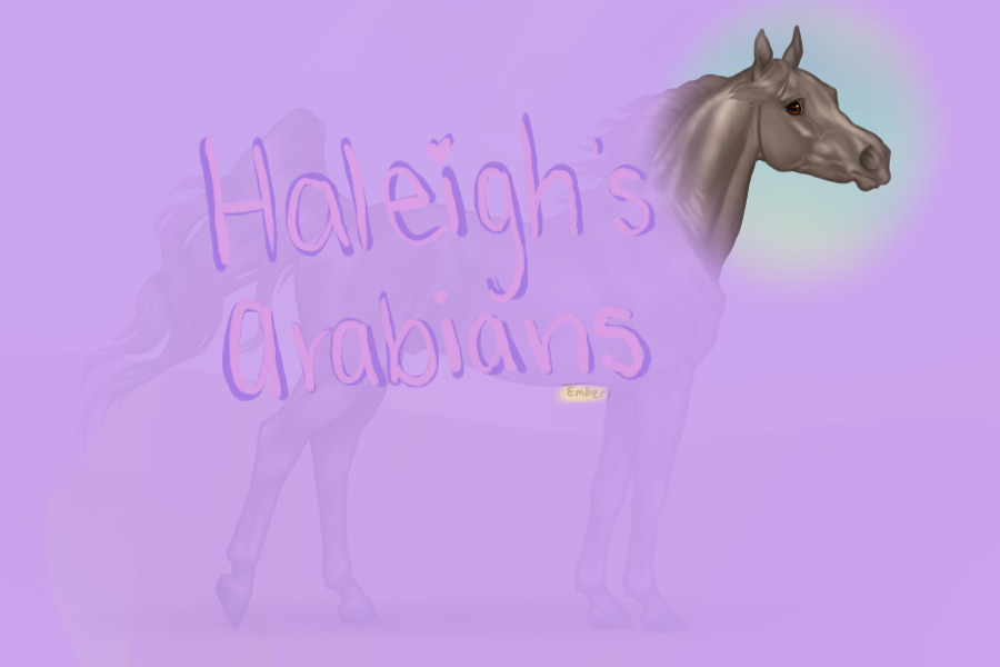 Haleigh's Arabians