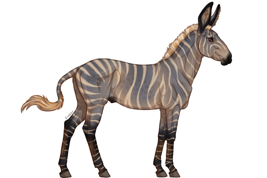 Senegal Zebra Custom: 104 w/o Harness