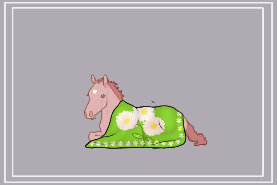 Foal blanket for Lone Bashkir Curly event