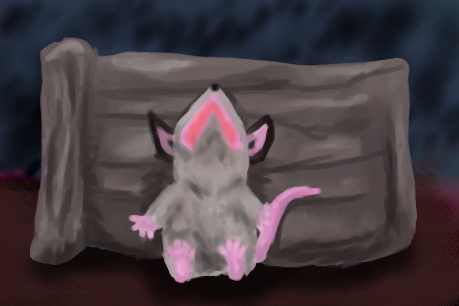 tired possum