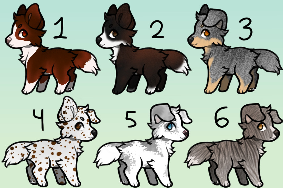 Collie Adopts - Closed