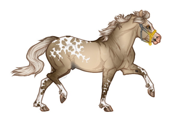 Ferox Welsh Pony #770