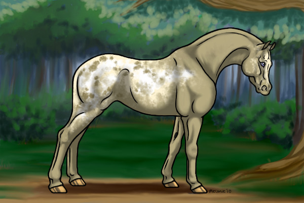 Adopt a horse!