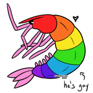 gay shrimp