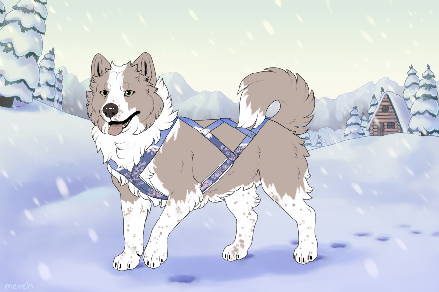 Baltic Husky #569 - BREEDING