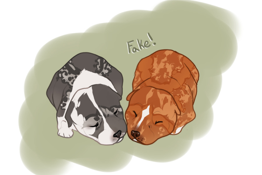 Beaumont Collie V3 Artist Entry - Puppy Version of #1 and #3