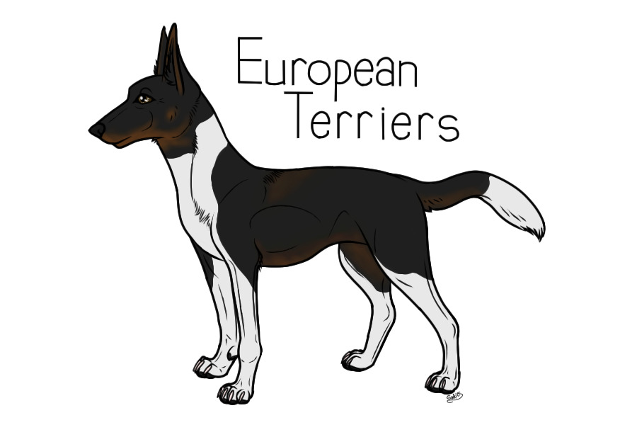 European Terrier CLOSED NO INTEREST