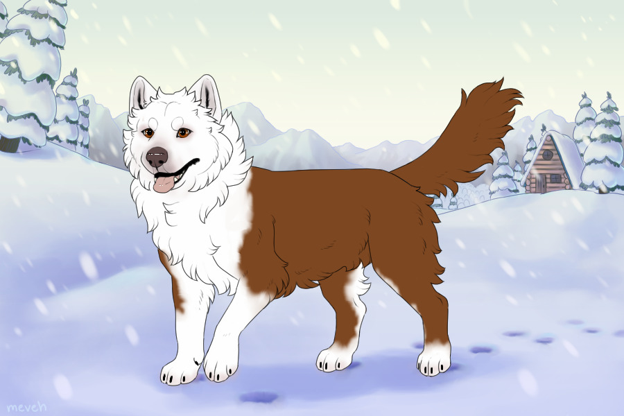 Baltic Husky #604- ADOPT