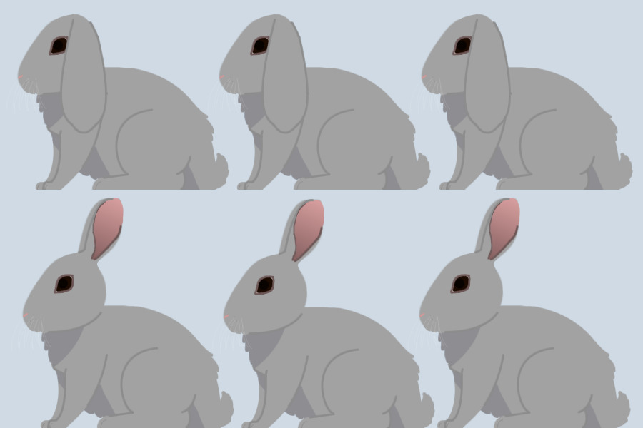 Rabbit Adopts Base, Lop eared and normal eared!