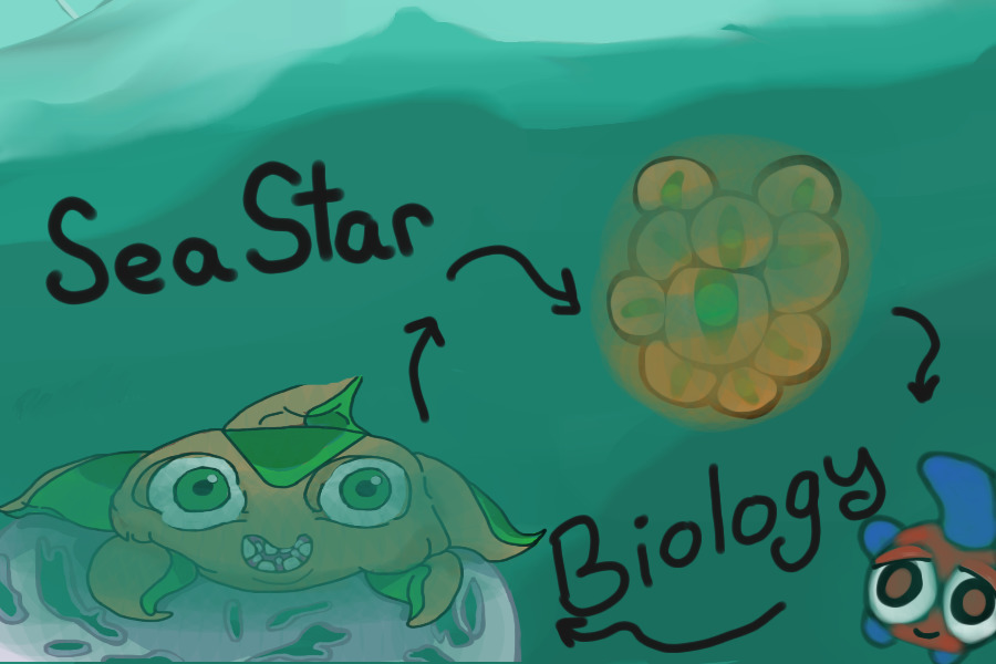 All stages of the SeaStar.
