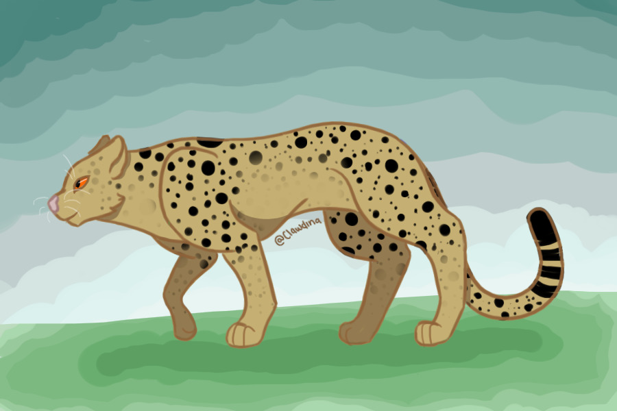 adoptable leopard