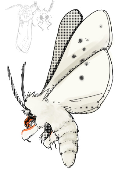 Spilosoma Moth Sketch