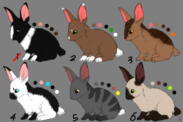 | Rabbit adopts |