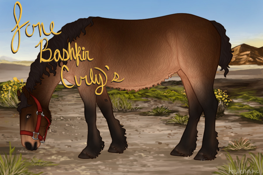 Lone Bashkir Curly Horses V.3 | Main Page