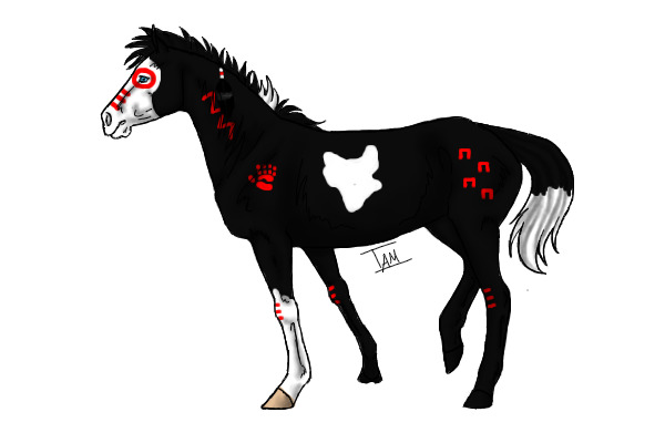 Black Overo Indian Paint Pony