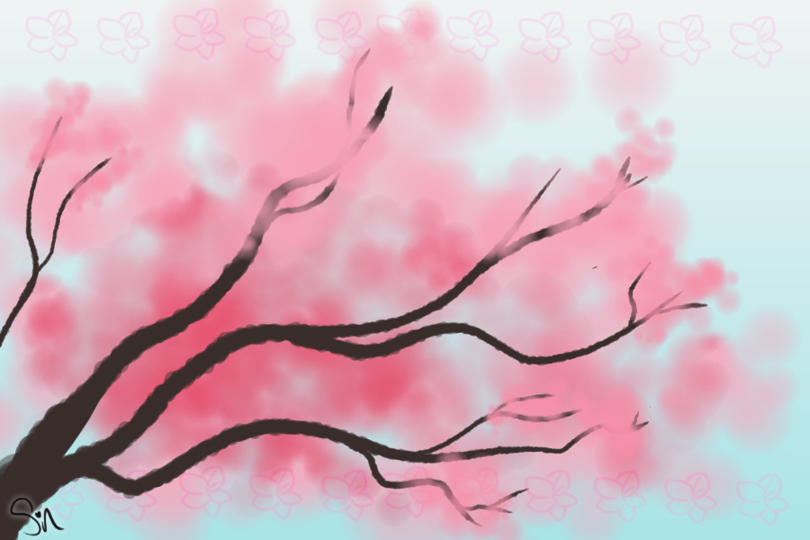 Cherry  blossoms