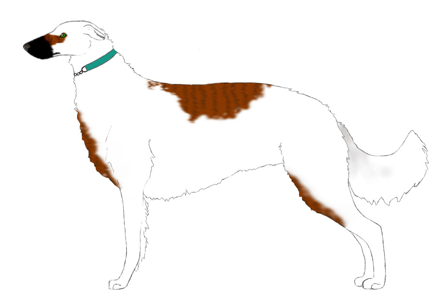 Eurasian Wolfhound #12
