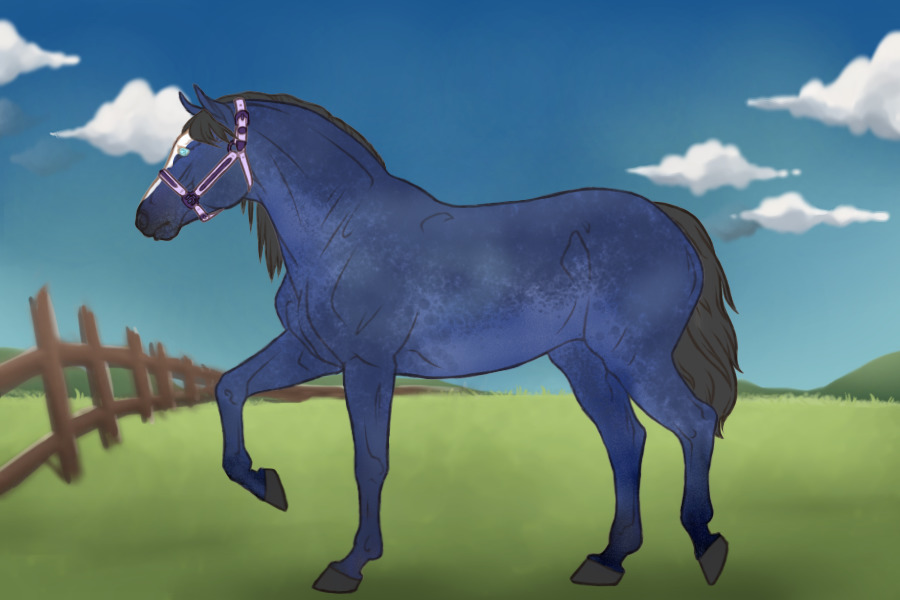 Blue Roan Horse Adopt